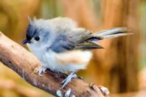 Cool tit - kis madár eredeti frizurával